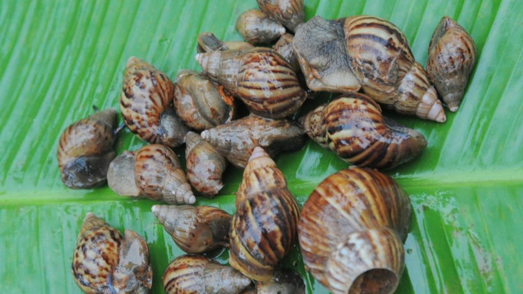 Chicago Airport Detains Ghanaian Man For Bringing Snails To America